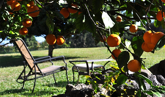oranges.jpg