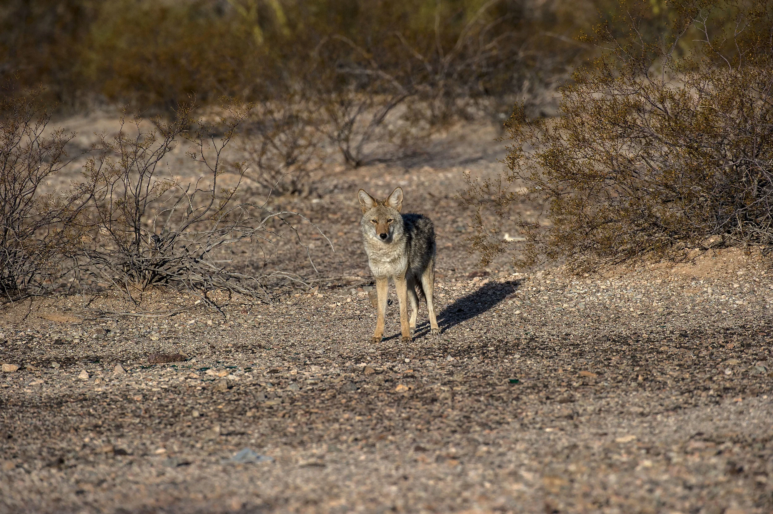 _DSC4054.jpg