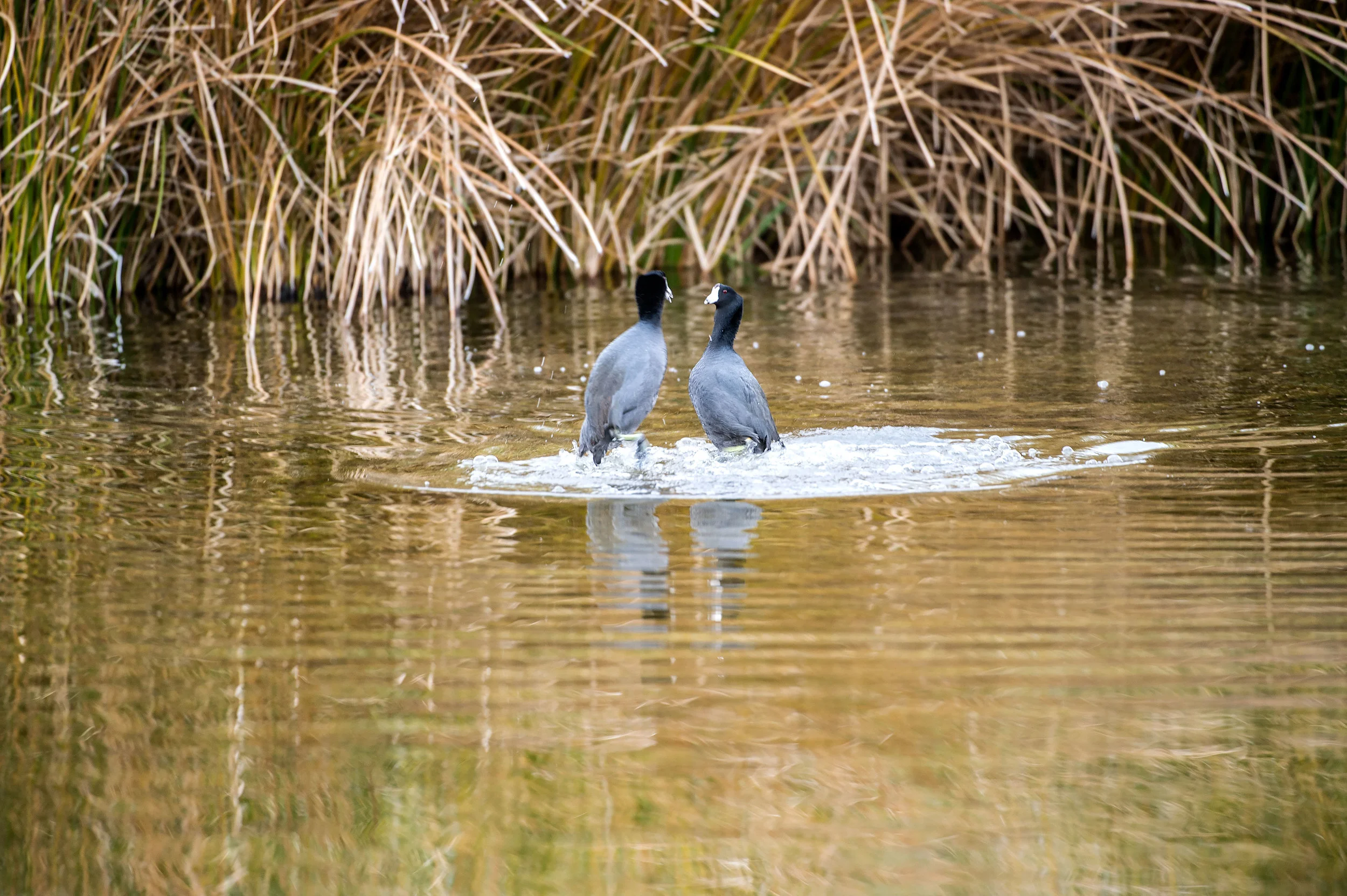 _DSC3963.jpg