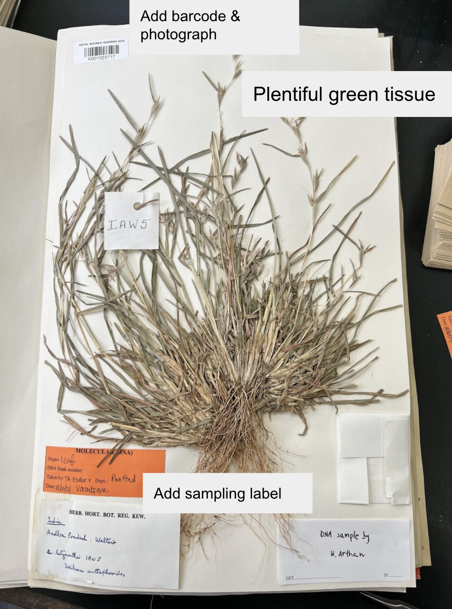 Specimen example