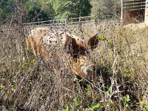 The Tale of the Missing Pig