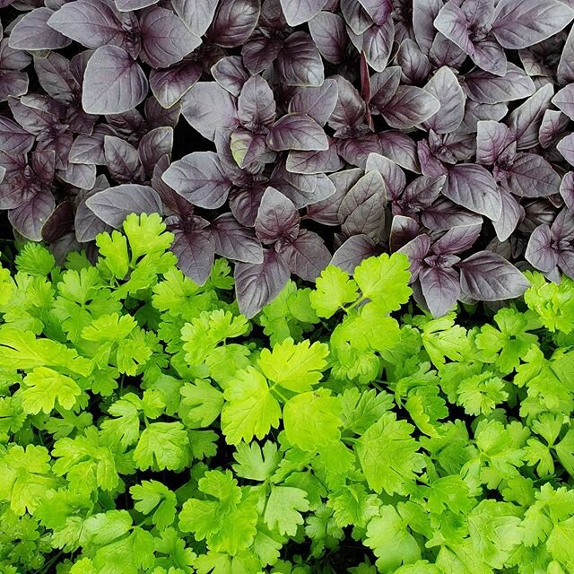 These beautiful herb starts along with other plants, potting soil and compost are all restocked on our site. Order today for pickup on the farm Saturday!  Bellairfarm.luluslocalfood.com