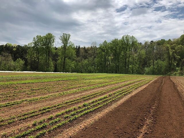 The beets are glowing in this light! 😍🌱🌞