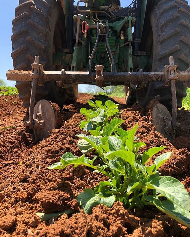 We hilled our potatoes today! Using the hilling disc implement to mound dirt around the potatoes increases the productivity of the plants and minimizes weed pressure! Can&rsquo;t wait to fry these up ...🤤🥔❤️