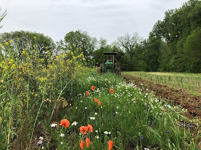 It was such a nice field but it had to be done... Nat used the disc implement to work up last year&rsquo;s greens patch for this year&rsquo;s solanaceous crops! 🍆🍅😍