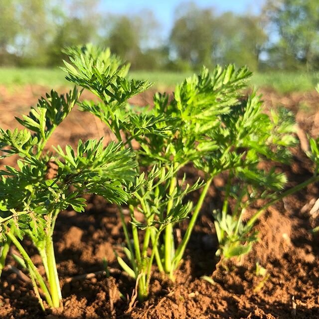 Baby carrots have germinated well and are growing strong! 🥕🧡