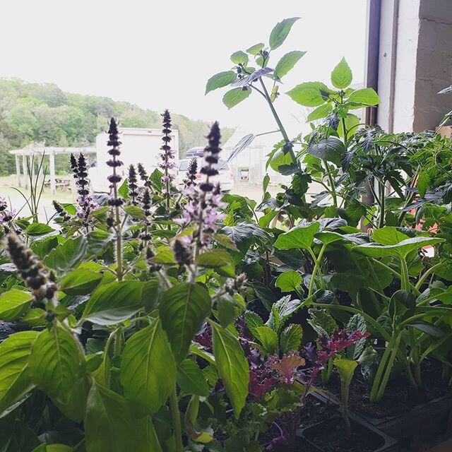 All these lovely plants are headed to our customers' gardens this week! I love that this crisis is sparking new life into home gardens! What are you growing this year?