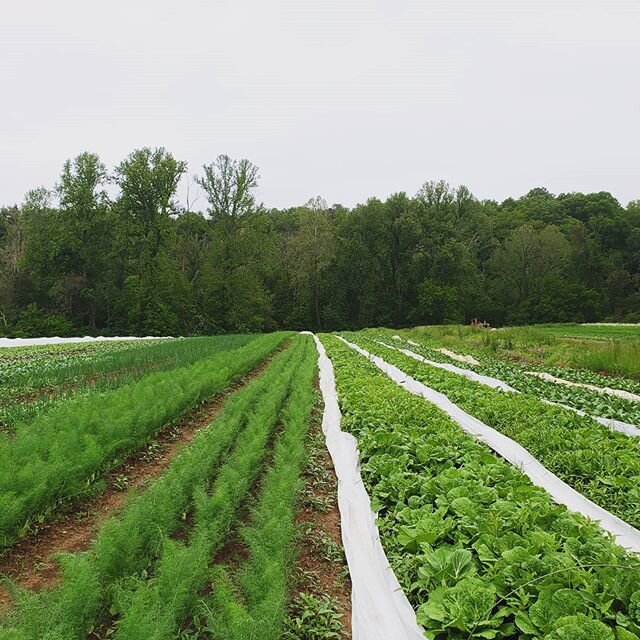 Coming soon: kohlrabi, scallions, fennel, and napa. Mid/late spring is my favorite time to harvest. These beds are looking good! The fennel bed on the left was covered with row cover for a while so it is bigger and beefier than the one on the right. 