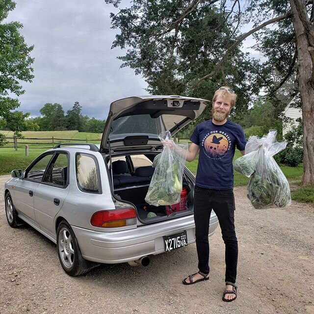 Some of you may recognize my (Michelle) husband as Mr. J, English and newspaper teacher at Charlottesville High School. Andy has been stepping in to help out the farm by running errands for us, including donating some greens to the food bank this wee