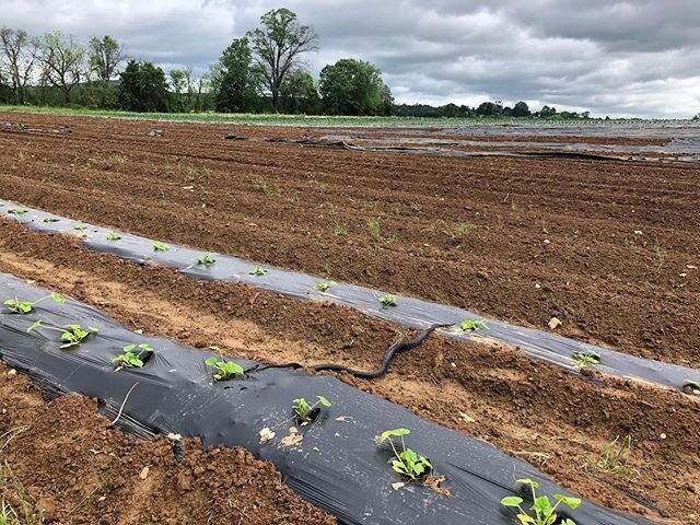 This snake was inspecting our cucurbits this morning, headed to see how our landscape fabric is coming along and slithered straight through to our broccoli and cabbage!