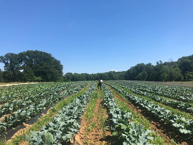 Wondering who&rsquo;s protecting your broccoli while it grows from that pesky cabbage moth? It&rsquo;s Tianna! 🥦🥦🥦🥦