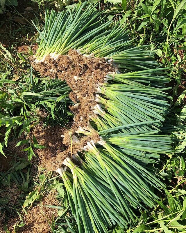 Scallion rainbow coming to you in ~180 shares at the chs pick up today !