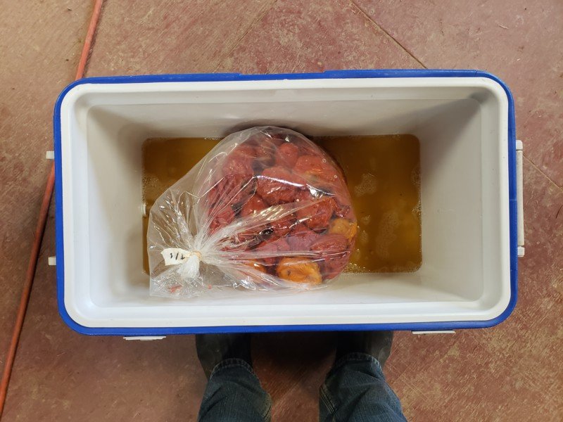 1. Frozen tomatoes, thawing in a cooler.