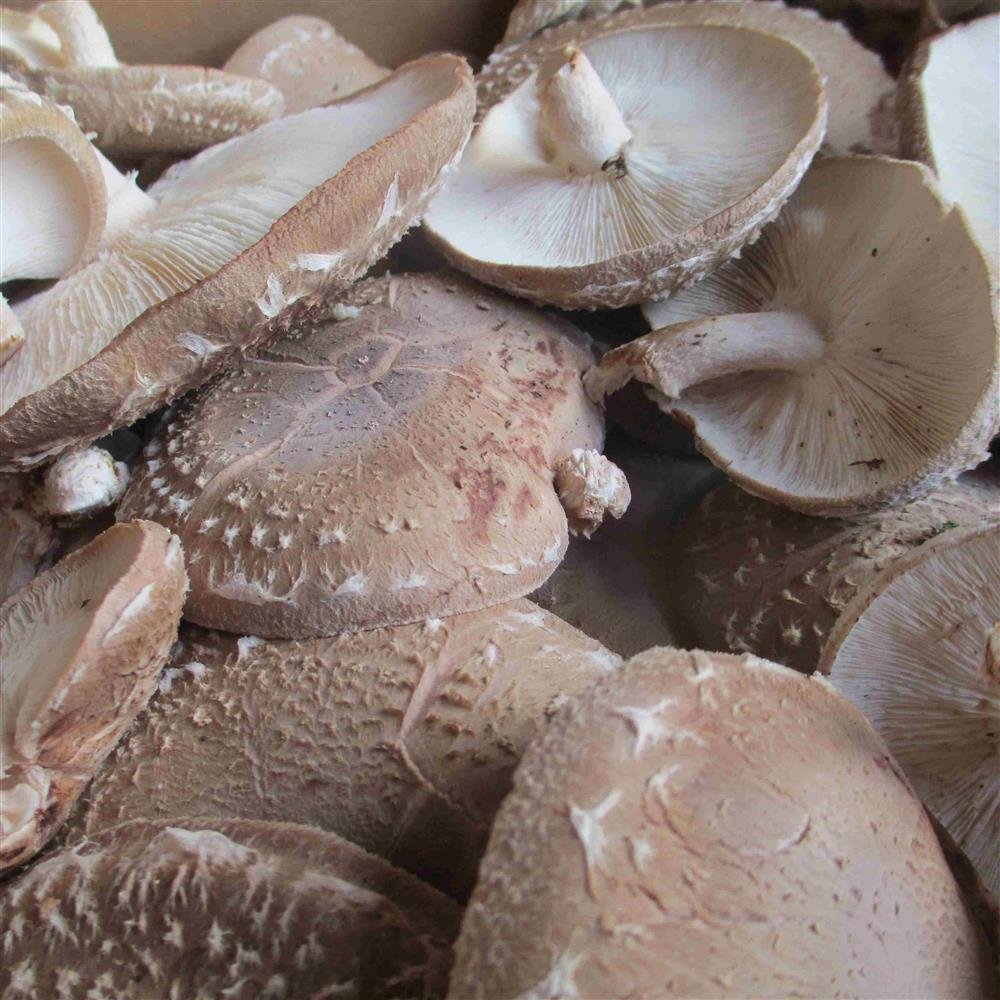 Madison Mushrooms Shiitakes