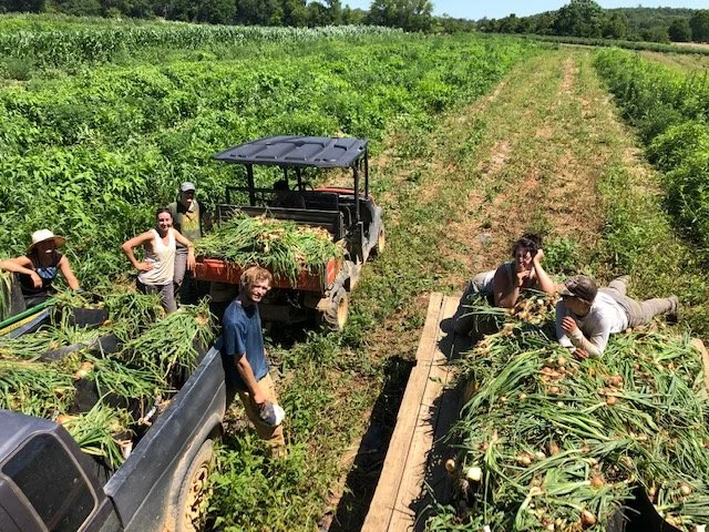 Harvest-onions.jpeg
