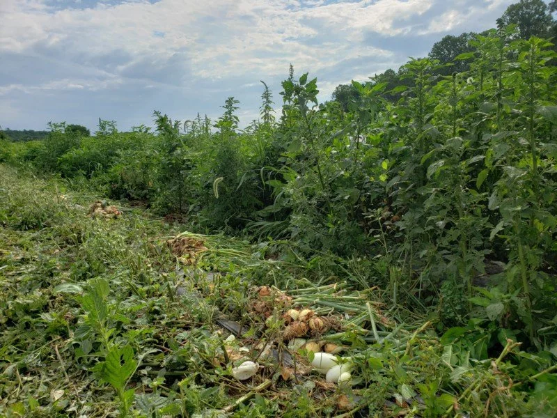 Harvest-onions 2.jpeg