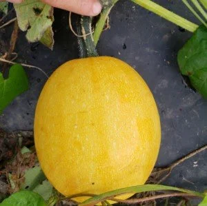 spaghetti squash 2.jpeg