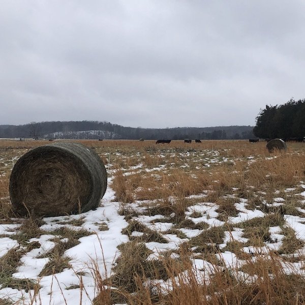 Round Bales intentionally spread out in Winter pasture