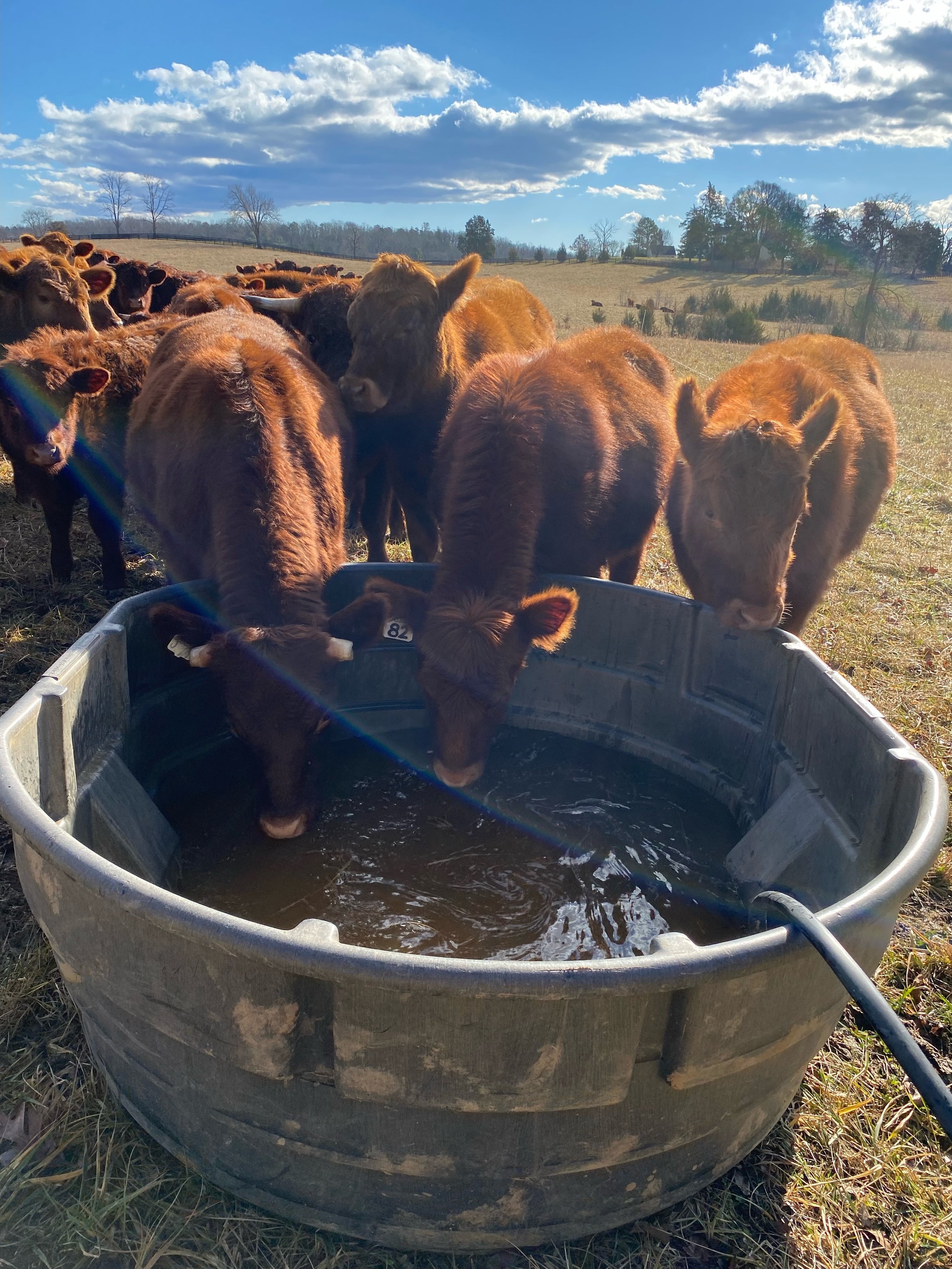 Cattle_drinker_01132024.jpg