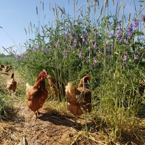 Chickens_Cover Crop_2021-05-21.jpeg