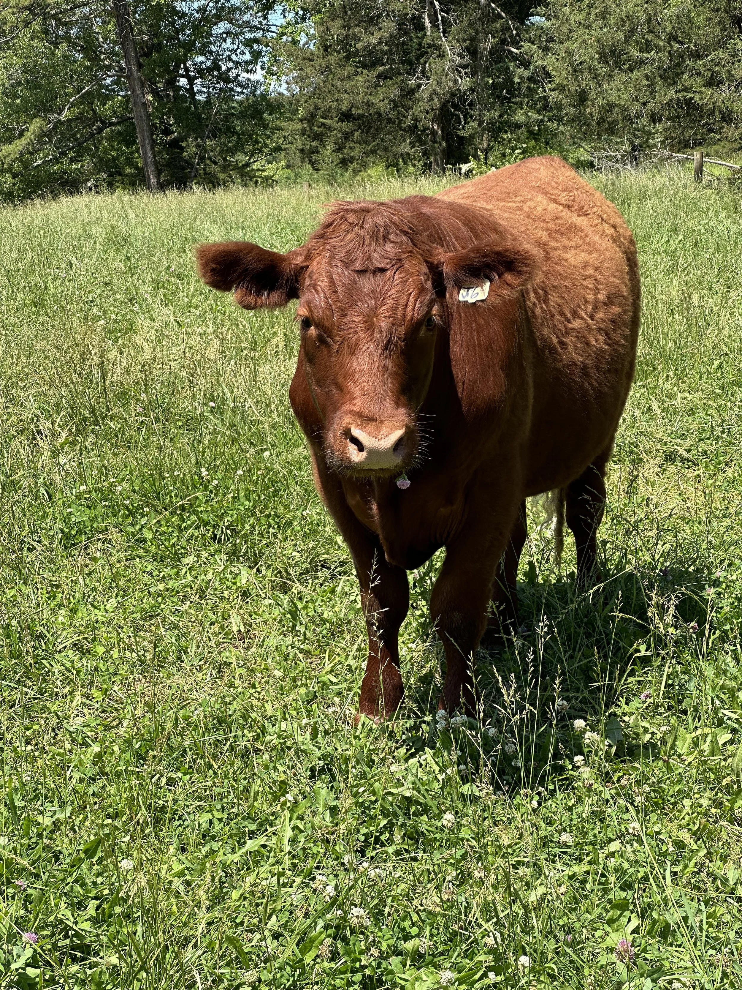 Our cattle are primarily Red Devon, some crossed with Angus