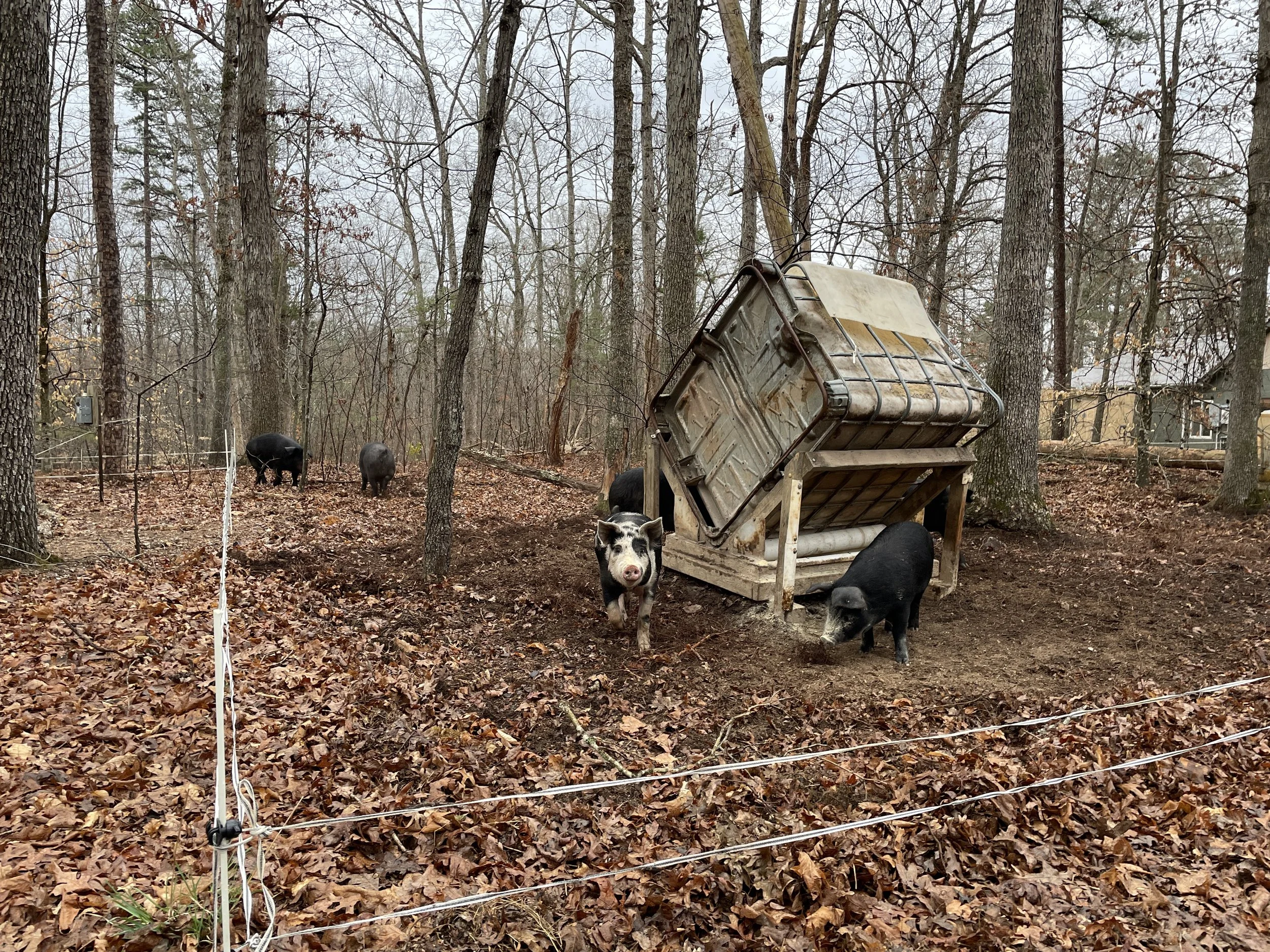 Our hogs will often be pastured in forested or semi-forested areas, and in small doses, their destructive tendencies can help maintain the understory.