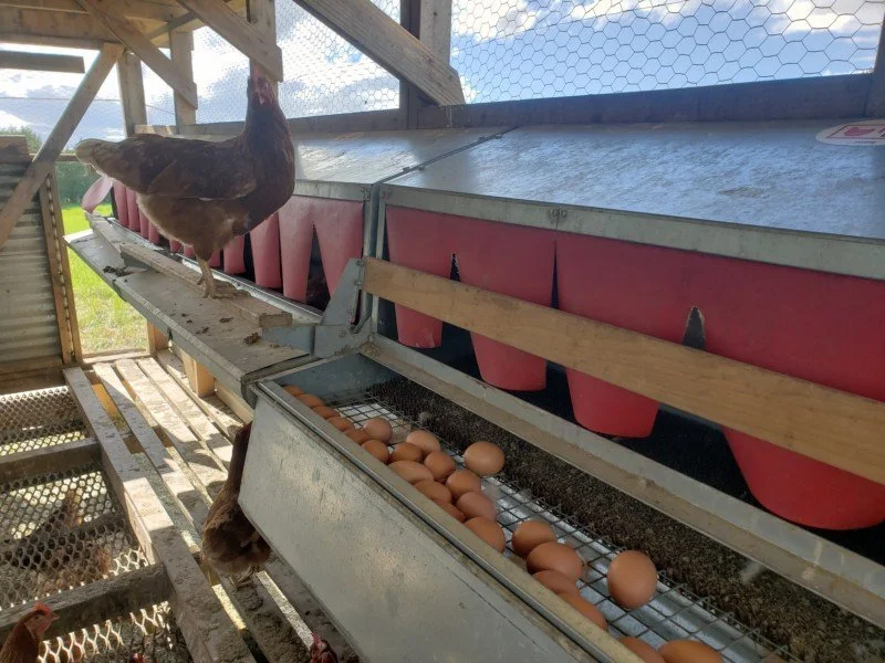 Some of our coops have "roll away" nesting boxes that help keep the eggs clean.