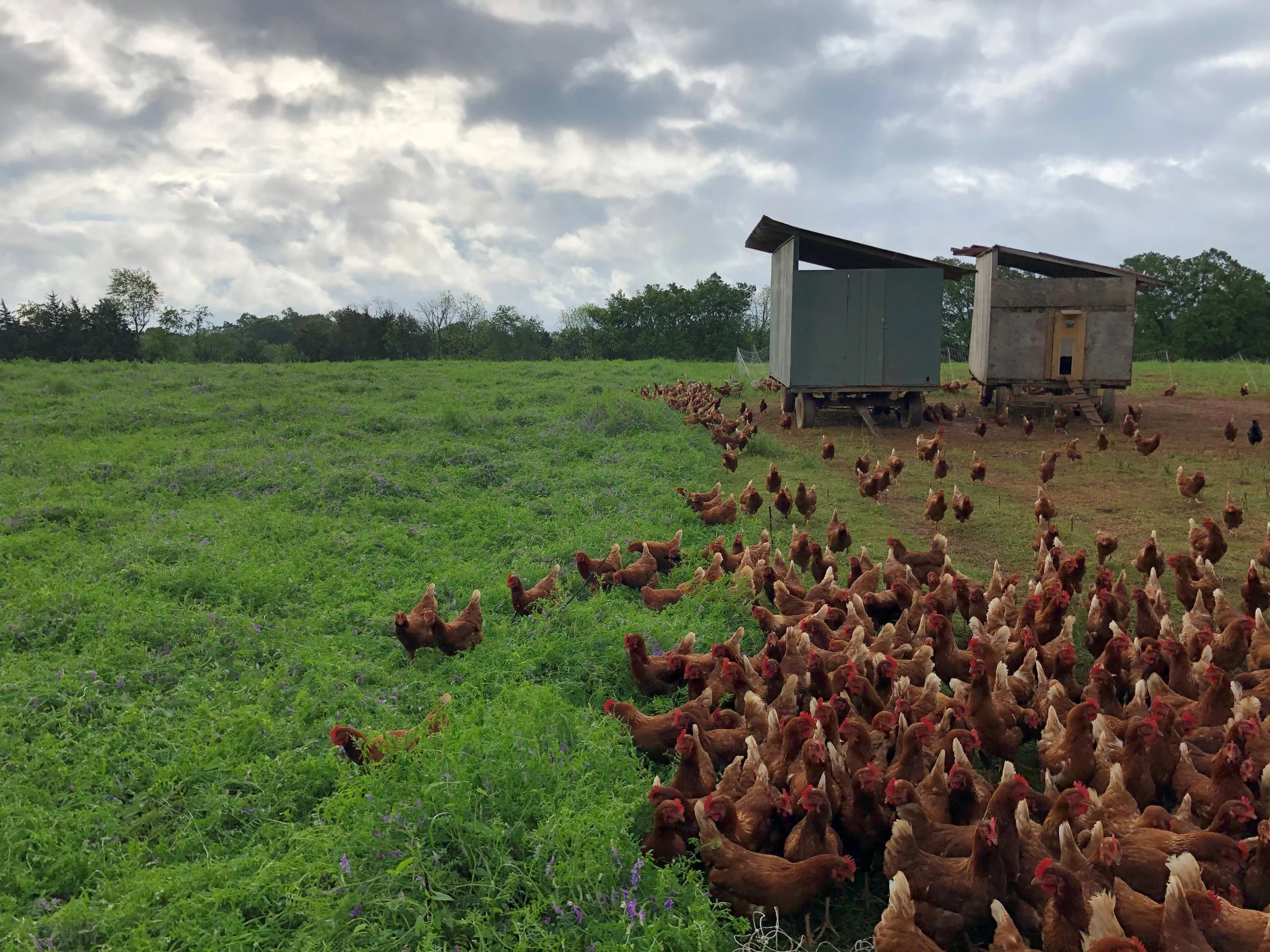 The laying flock moving onto a fresh vetch cover crop.