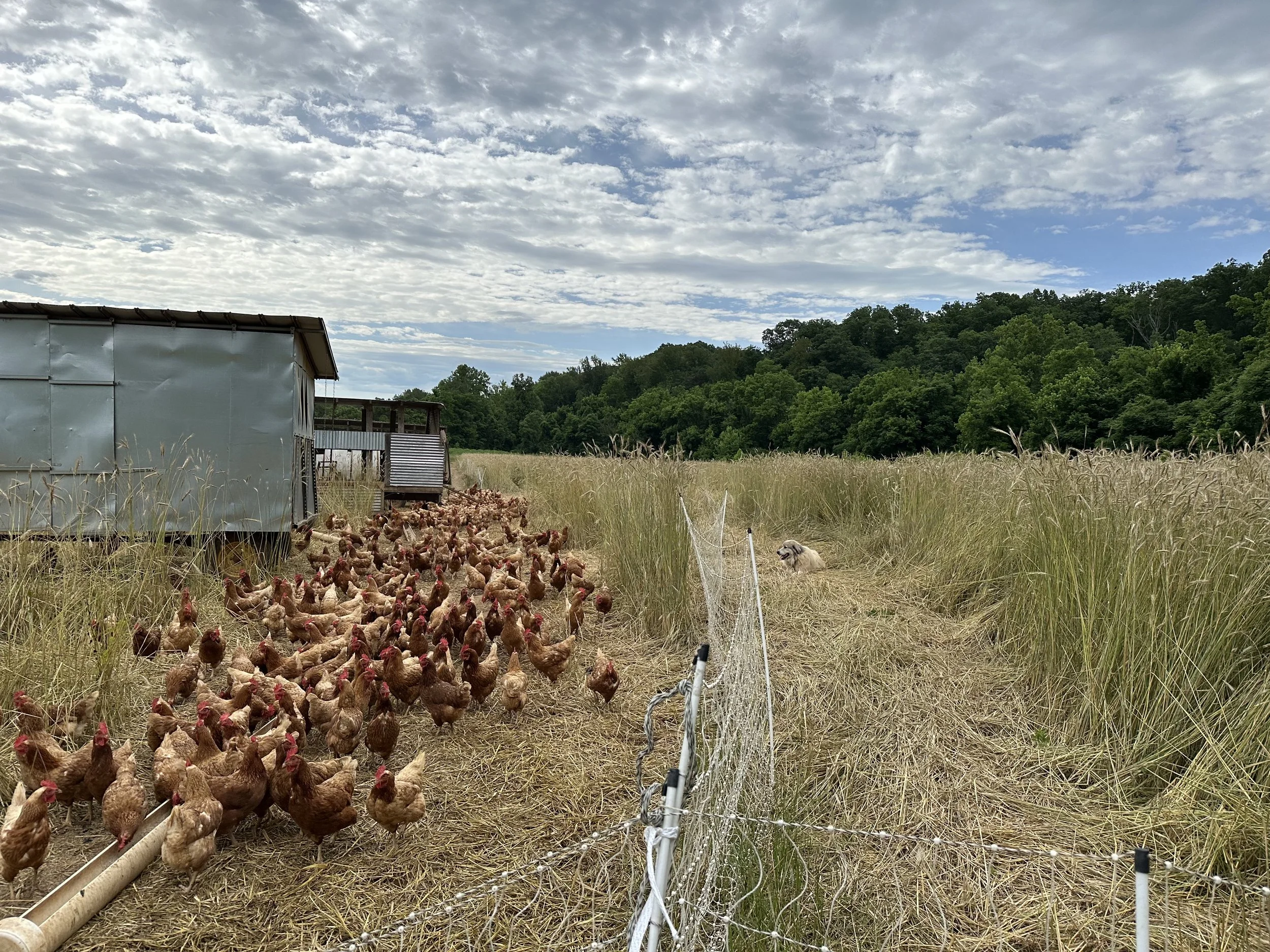 We have two guardian dogs on our crew, sibling pair Deuce and Decker. We keep one with the layers and one with the broilers. 