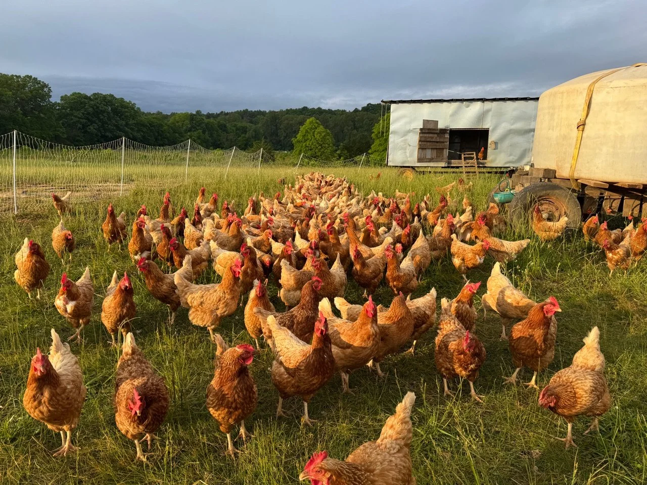 The laying flock is housed in four mobile coops and they have two 1000-gallon tanks of water.