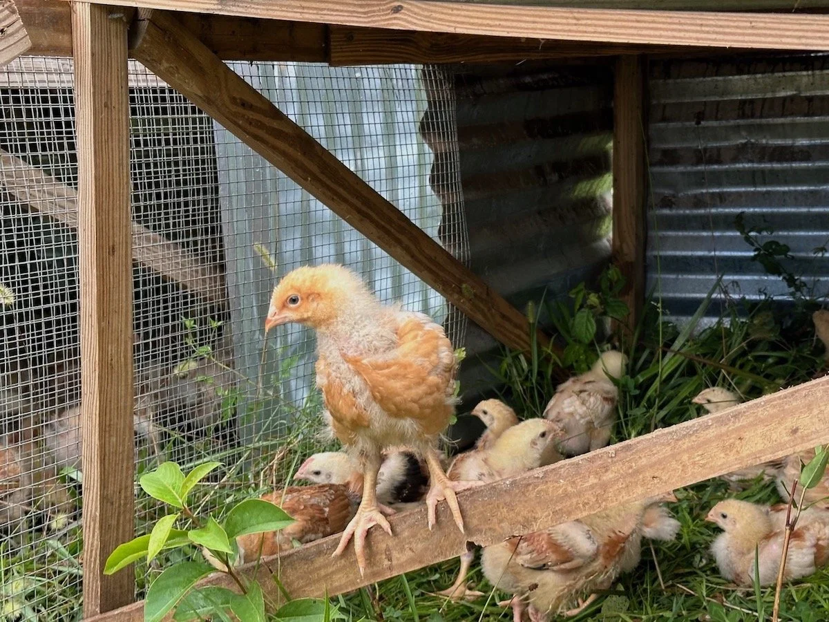 A vigorous young Freedomm Ranger chicken. 