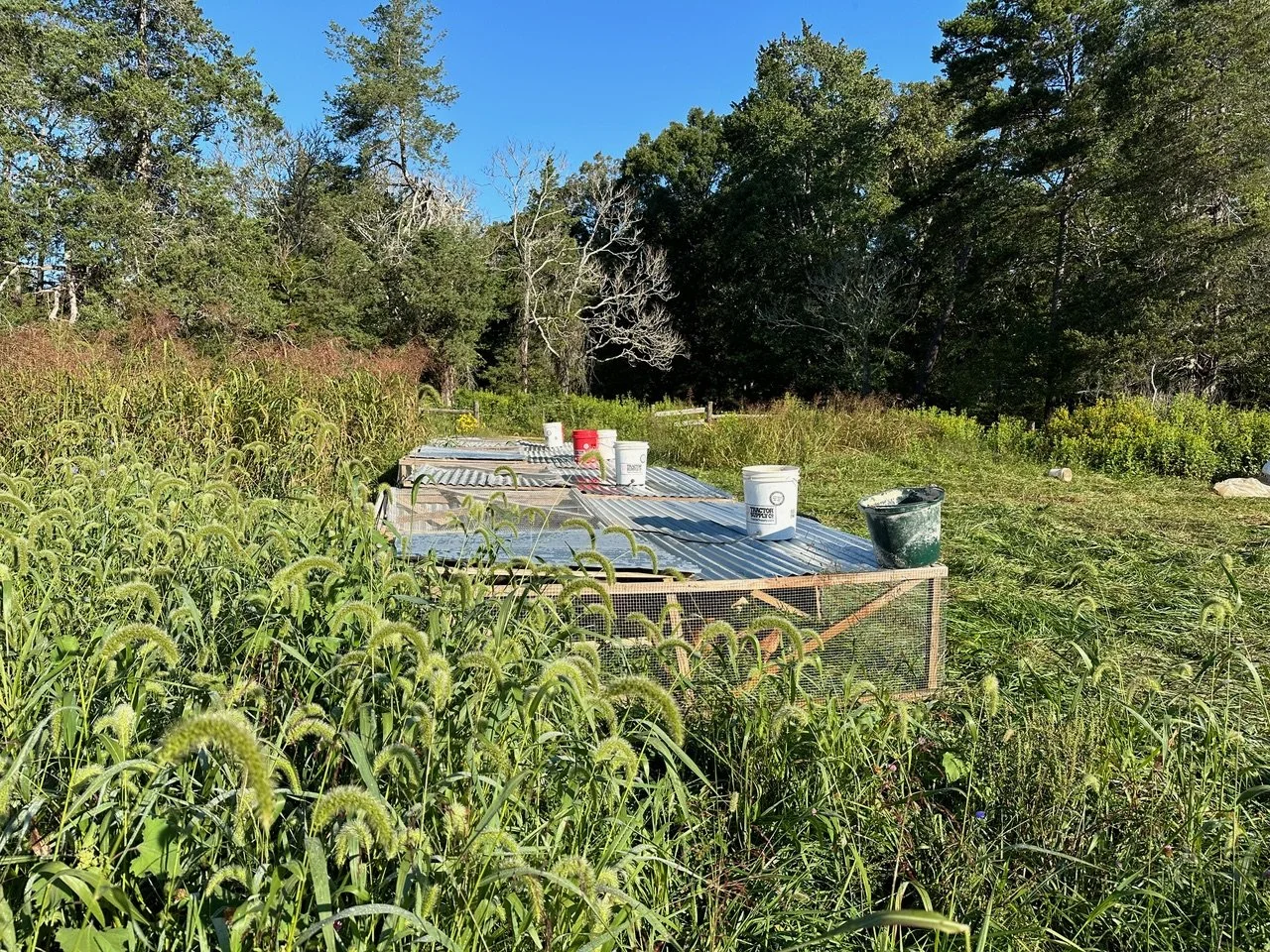 Our broilers live in low protective coops that are moved onto fresh grass every single day.