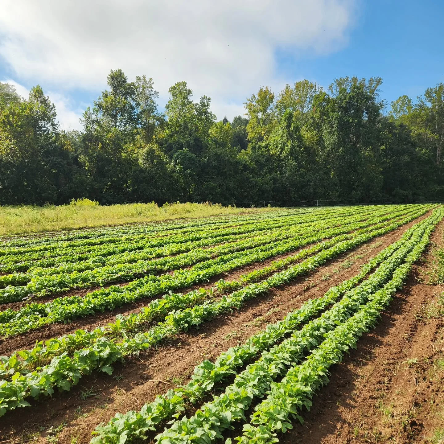 Greens glorious greens! We are happy to see you again 💚