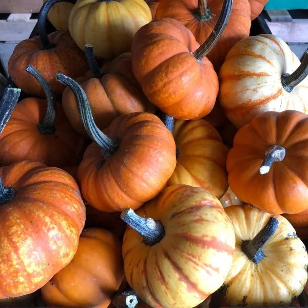 Fall produce &amp; decor will be stocked in the Barn Store this weekend!

Just another reason to come out to our Second Saturday event 9am-2pm 🎃