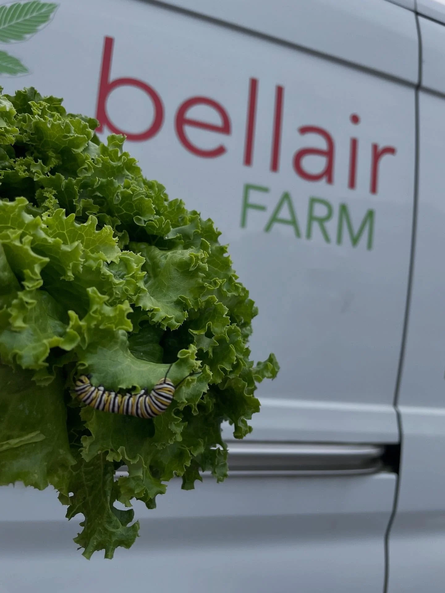 Stop by the barn or market locations this weekend to munch on some greens!! 🥬 Fall is a great time to stock up on storage crops for the winter or pick flowers in the pick your own fields before they are lost to frost! It&rsquo;s pretty beautiful out