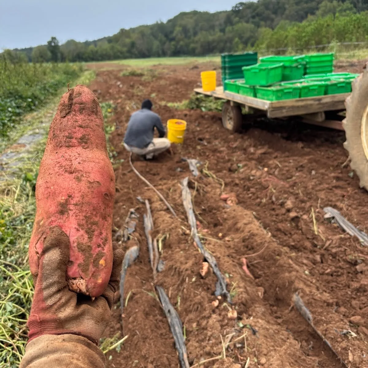 We harvested sweet potatoes this week! Last year, we lost the entire crop to the flood waters, so we'll be extra grateful when we're eating them this Fall.
