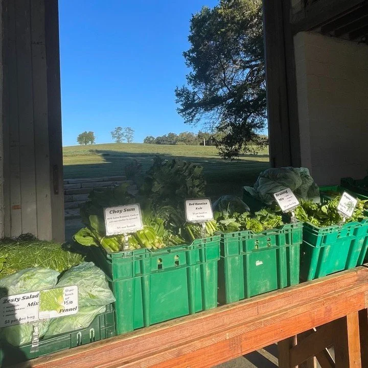 Cool nights make salad days! Come out to market or Barn Store this week/weekend to get fresh, seasonal Fall produce. 

Wed Pen Park 3-6pm
Thursday Sojourner's Church 4:30-7pm (last market!)
Friday Barn Store 9am-5pm
Saturday IX market 9am-1pm
Saturda