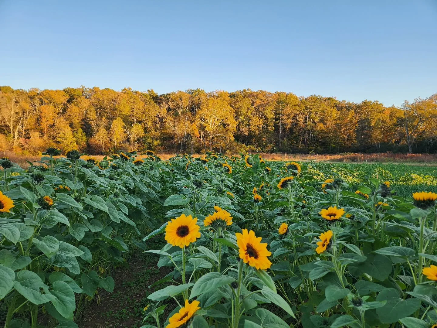 Fall sunflowers 🌻 💛 ✨️💫
Like farm magic for the soul. These might not last long if it frosts! Members can pick this week and we hope they are still out there for Fall Fest! 

We will harvest some before the frost just in case.