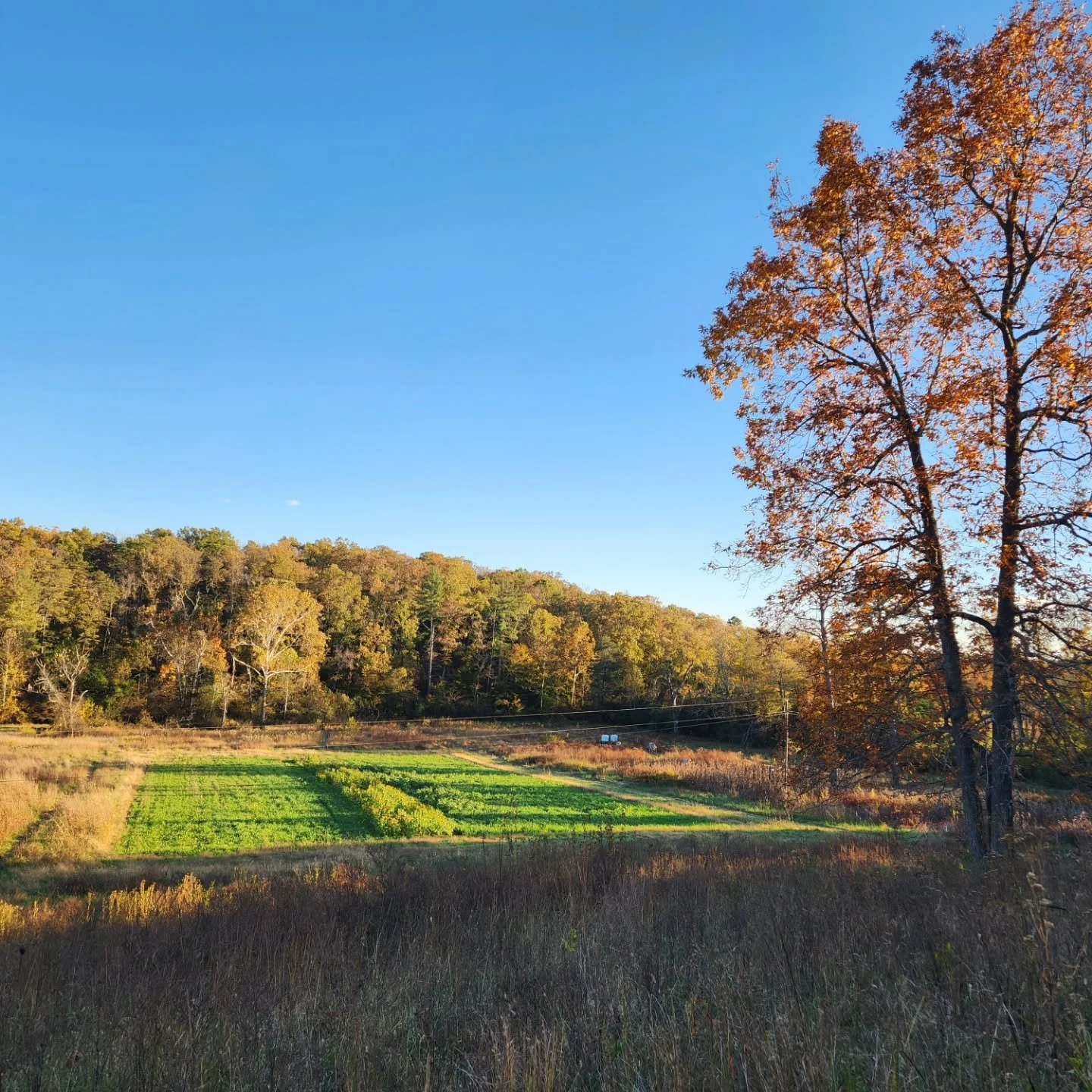 Bellair is beautiful in all seasons, but here are some of today's views from the Wingfield trail. Come walk during Fall Fest!

1 PYO sunflowers and cover crop from above
2 persimmons: on! hickory limb: down! 
3 power line cut/wildflower gulley
4 red 