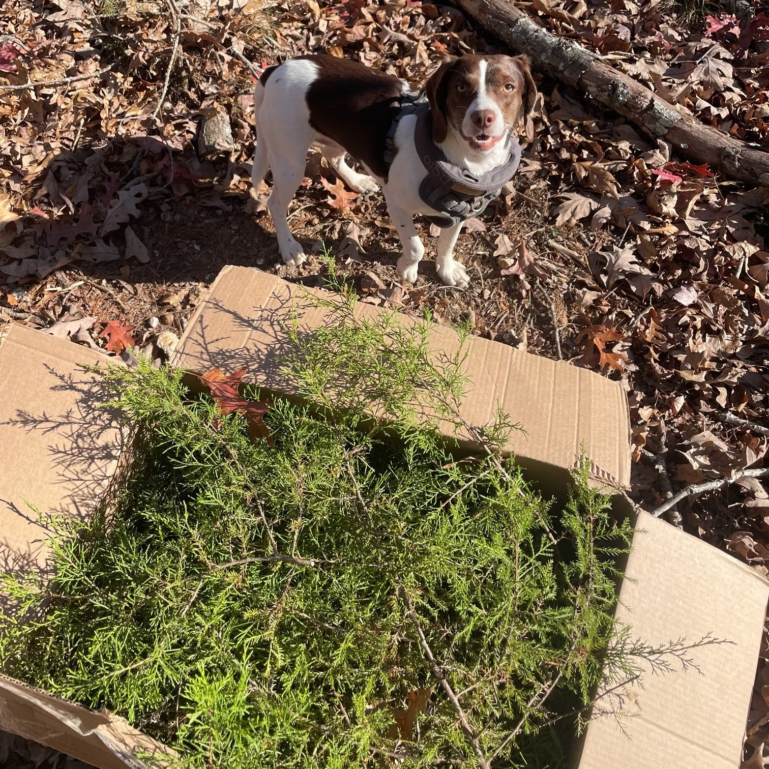 Miss Lady is helping Nat harvest greenery for the @caspca  Wreath Making Fundraiser! 

Drop in between 11am-2pm on Saturday to make your own holiday wreath and support a great local organization. The Bellair Barn Store will be open as usual with loca