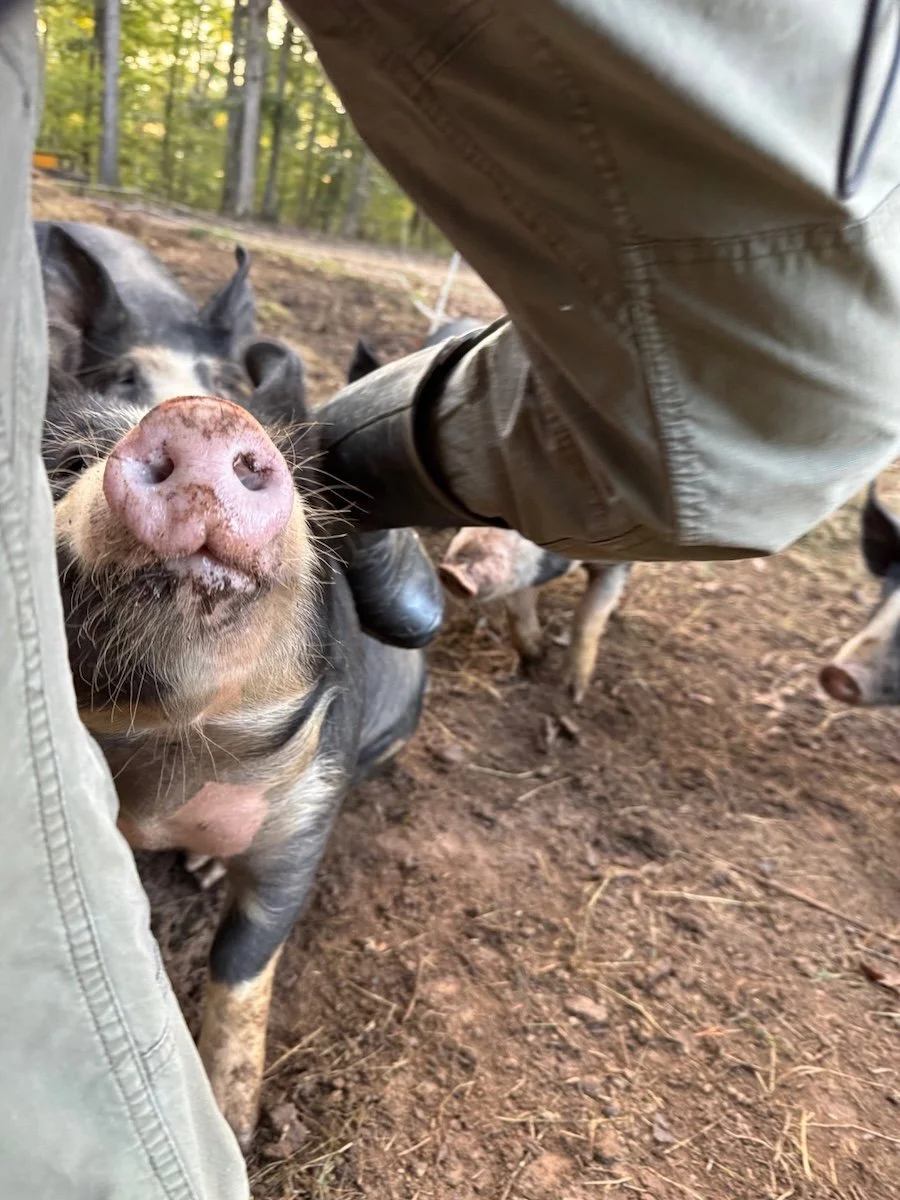 piglet close encounter.jpeg