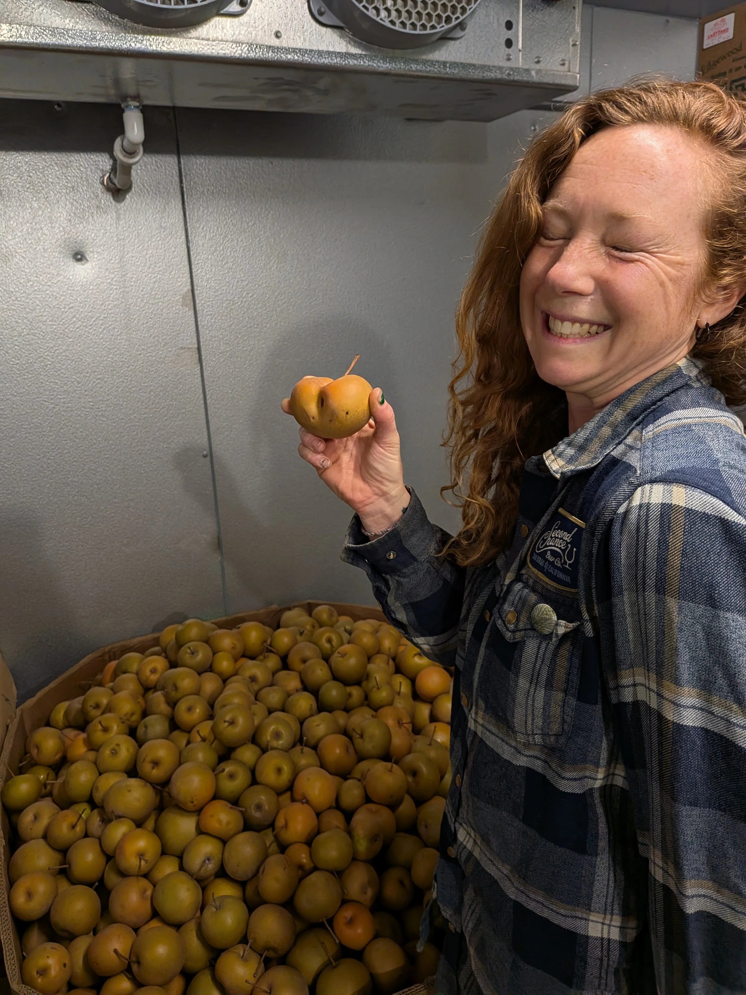 Tina Asian Pears.jpg