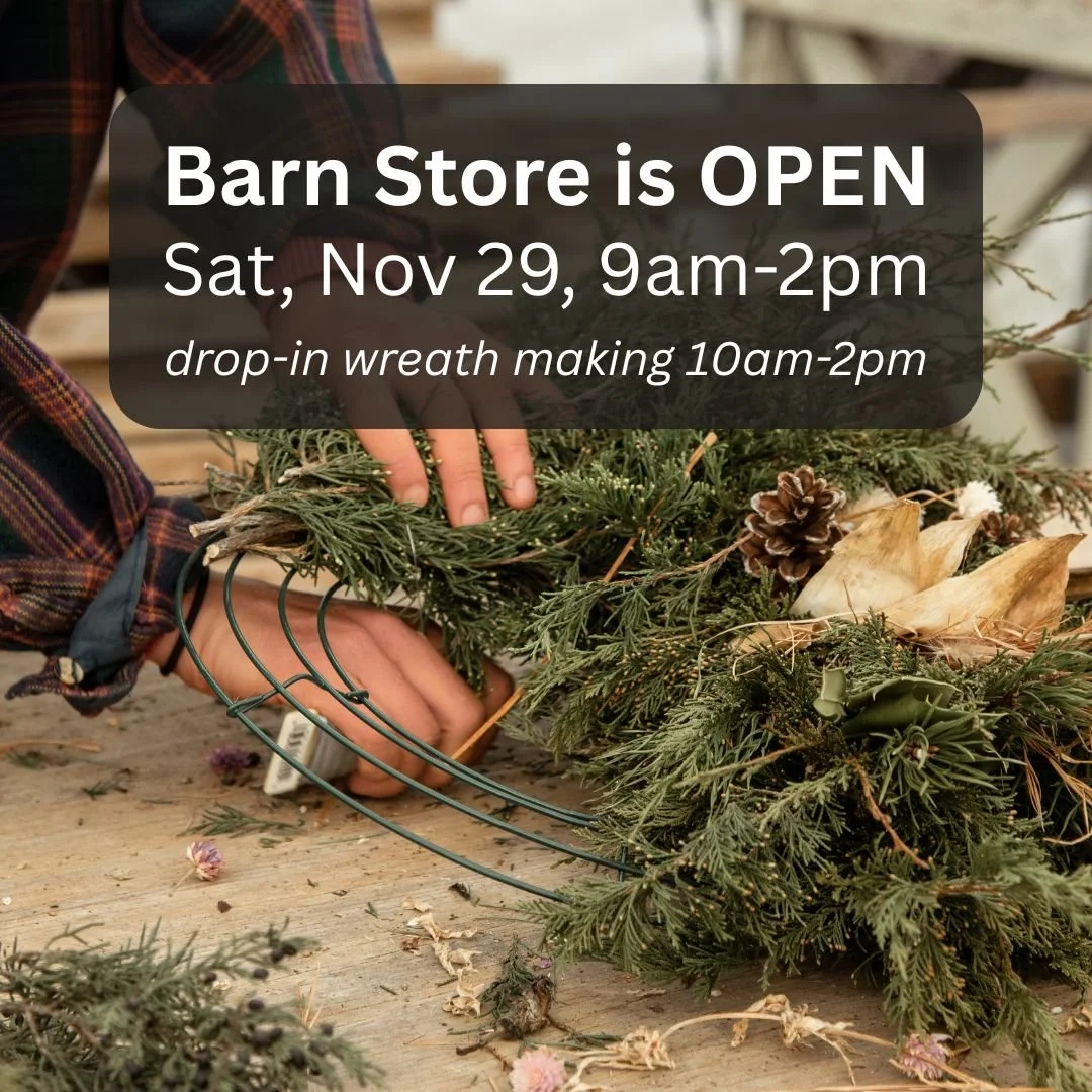 We will not be at IX or South of the James markets this weekend, but the Barn Store will be open and drop-in wreath making will be happening!