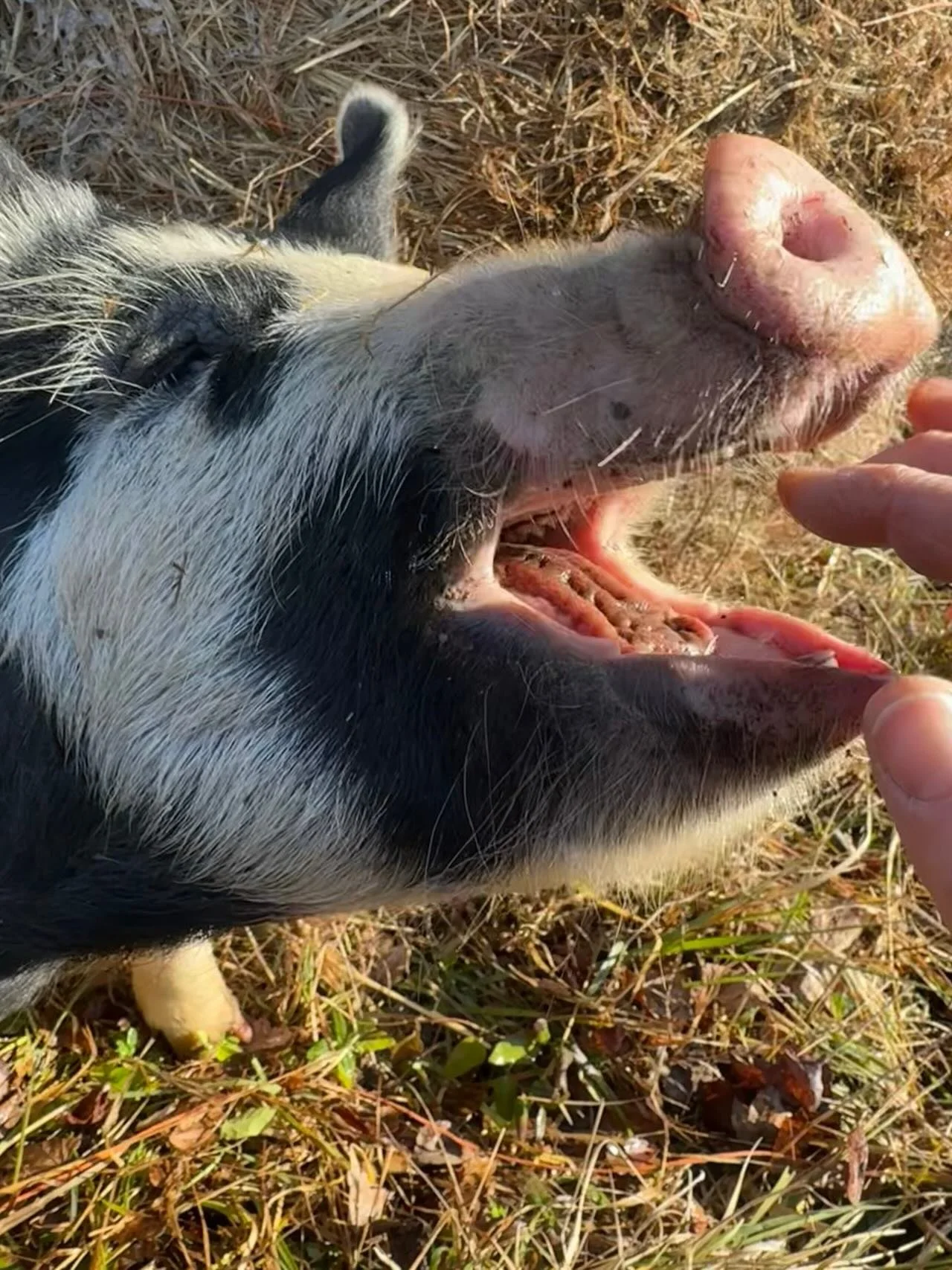 It&rsquo;s all fun and games until someone gets their fingers bitten&hellip; (Tracy didn&rsquo;t when snapping this pic) Pigs like to put *everything* in their mouths!