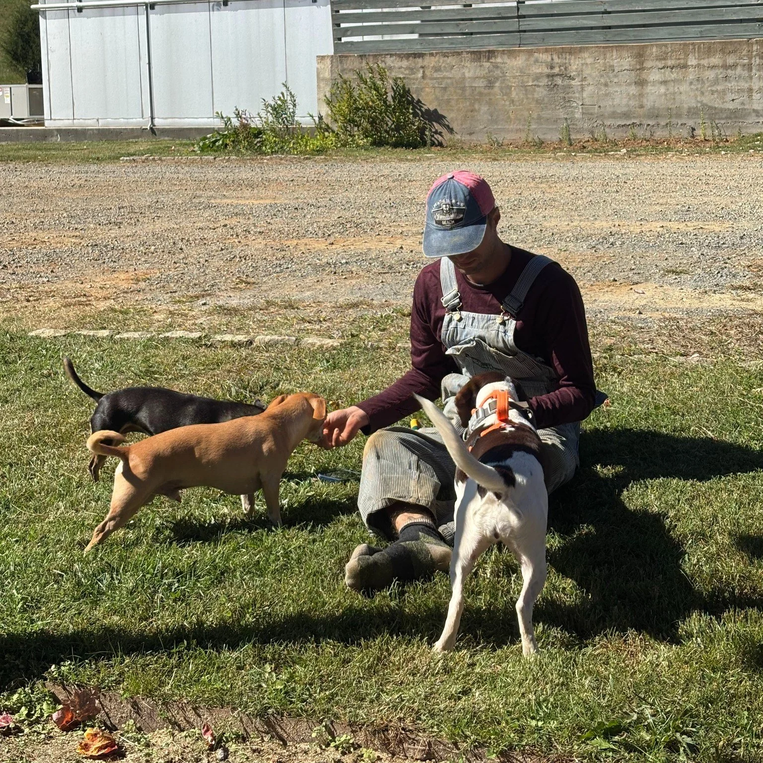 The farm doggies know who always has the treats

Come to the farm this weekend to get your own holiday treats! We've got sweet and savory items that make great gifts or stocking stuffers. You can also stock up on meat cuts, late Fall veggies, and loc