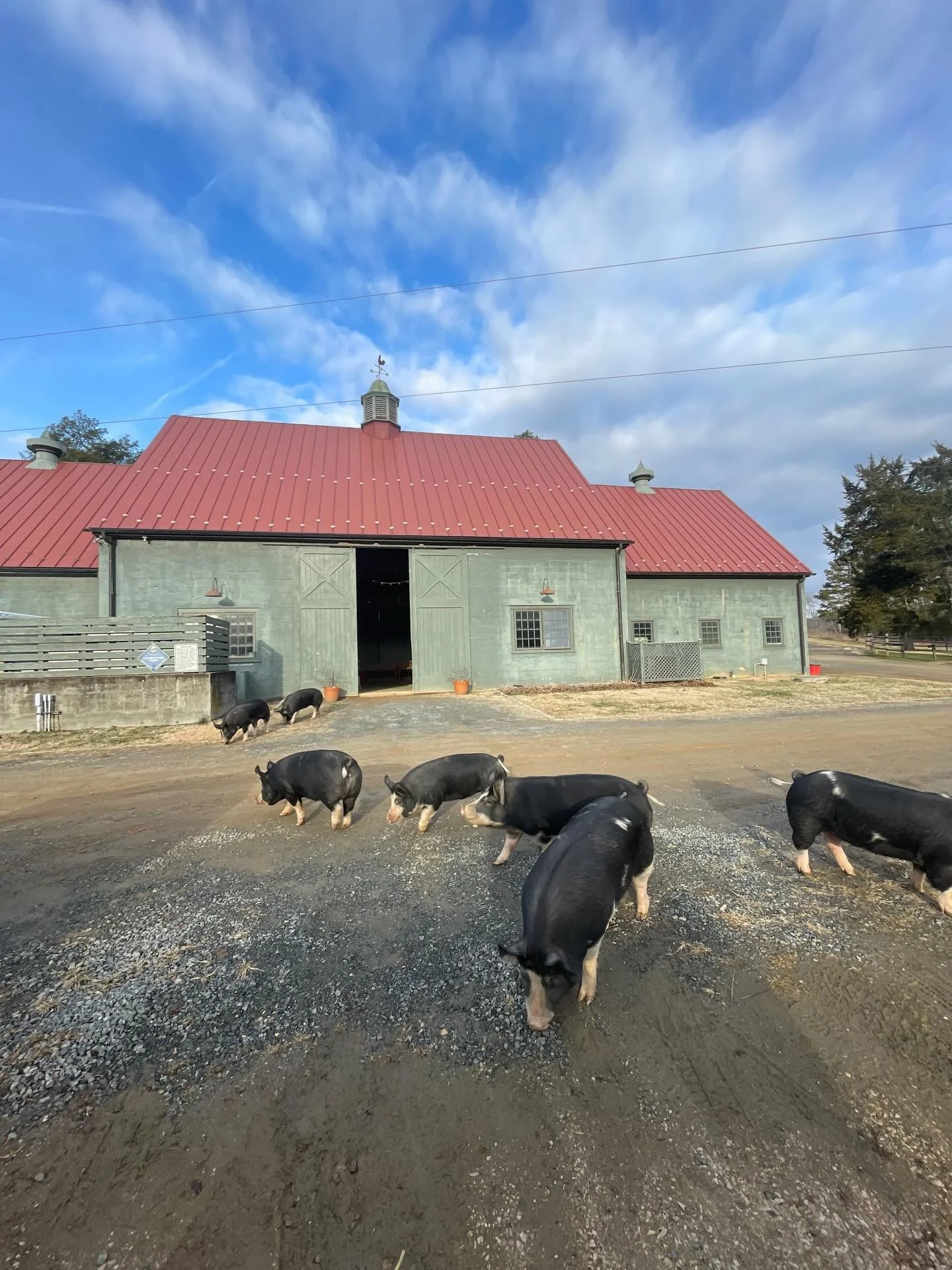 The barn store (and all other locations) might be closed this week but we still managed to have a few VIP(igs) stop by and say hi!