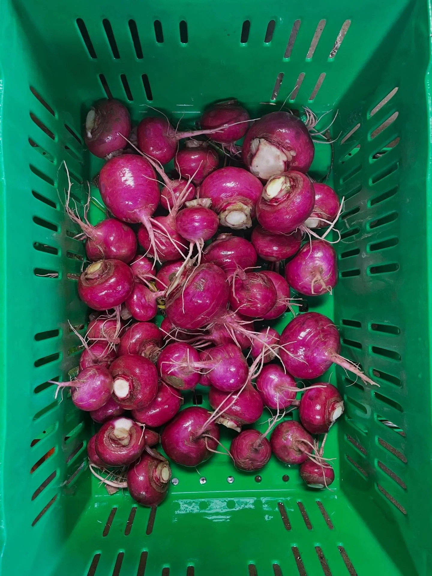 ✨colors of storage crops 🌈