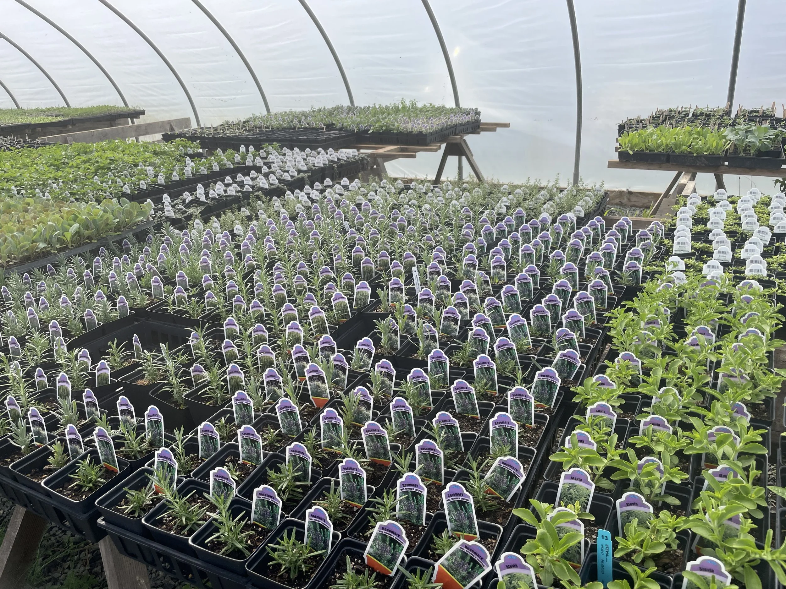 Maymont Herbs Galore