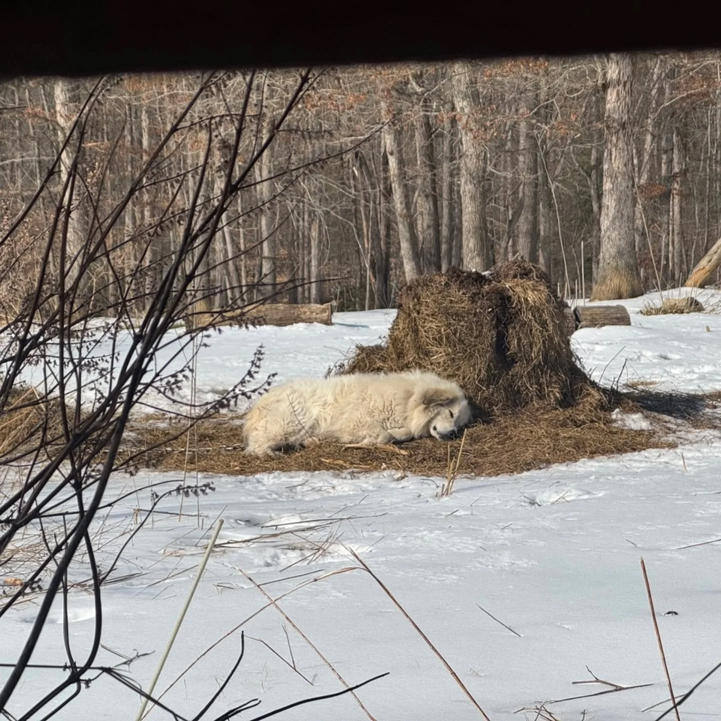 Another week is another week.  We are feeling tired of ICE on so many levels. We're not sure what to do except keep going.

This week's livestock photos, courtesy of Tracy, are entertaining as always:
1) Decker naps comfortably in the sun on the hay
