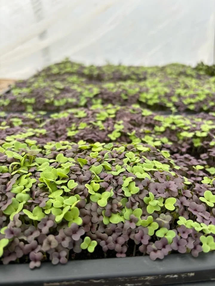 Tiny mixed microgreens